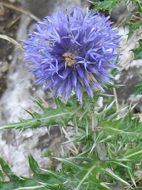 Echinops ritro / Cardo pallottola-coccodrillo